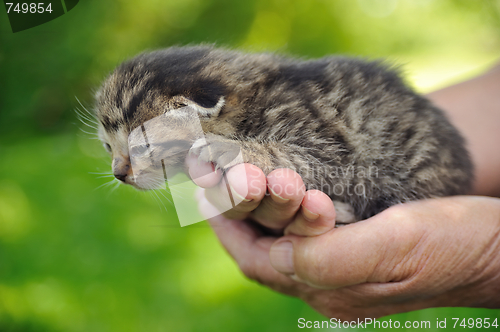 Image of Senior’s hands holding little kitten