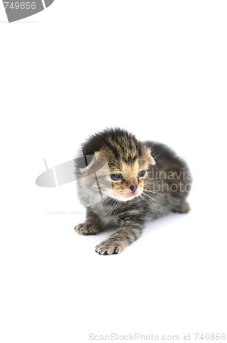 Image of Kitten over white background