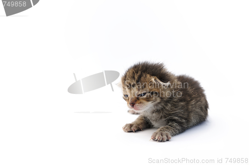 Image of Kitten over white background