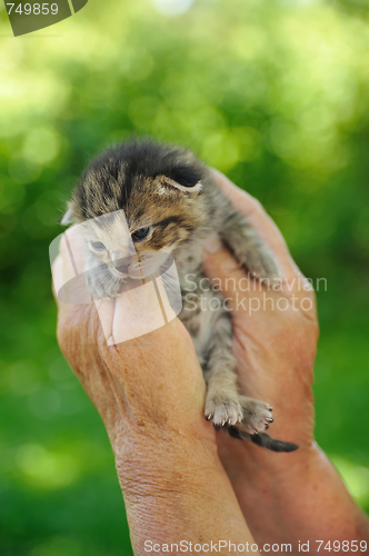 Image of Senior’s hands holding little kitten