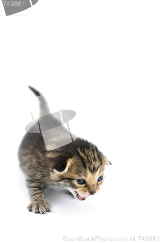 Image of Kitten over white background