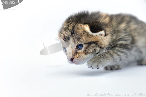 Image of Kitten over white background