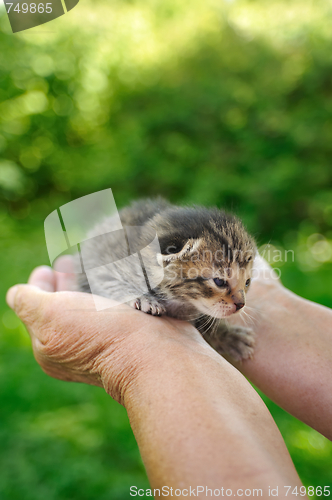 Image of Senior’s hands holding little kitten