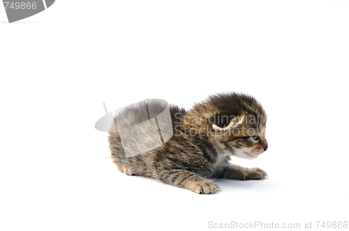 Image of Kitten over white background