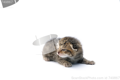 Image of Kitten over white background