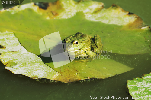 Image of Frog