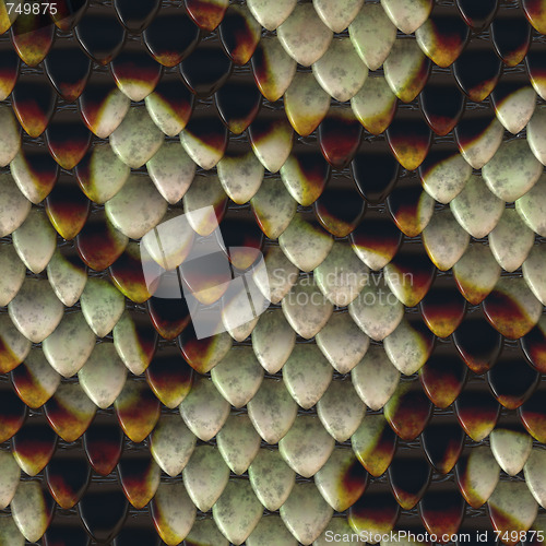 Image of Snake Skin