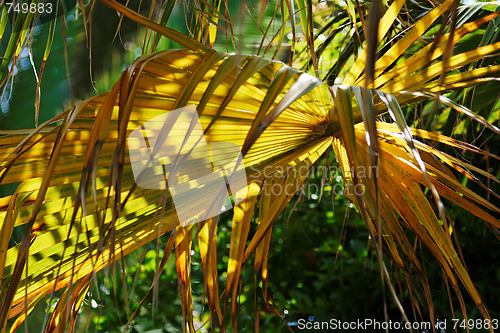 Image of Yellow palm tree leave