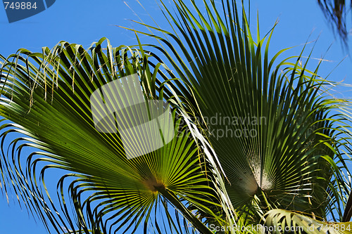 Image of Palm tree leaves