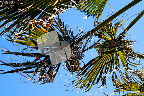 Image of Curly palm tree leaves