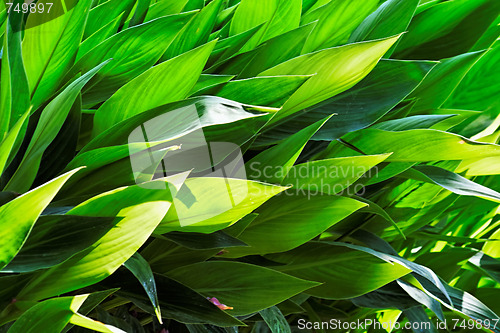 Image of Canna leaves