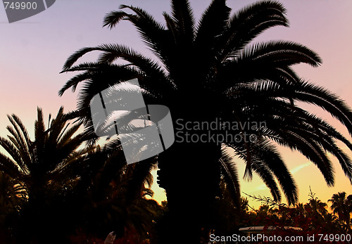 Image of Palm tree outlined with the evening sun