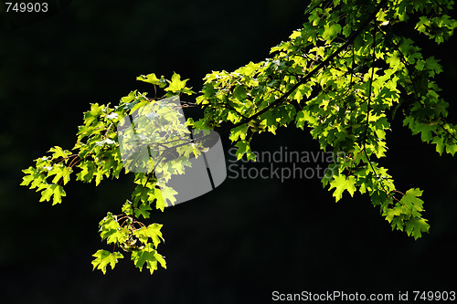 Image of Maple tree branch glowing in the sun