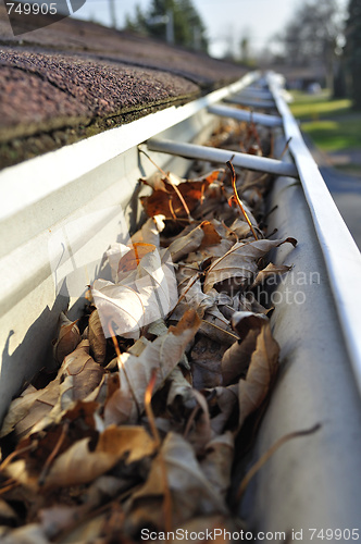 Image of Leaves in rain gutter.