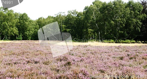 Image of calluna glade