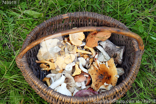 Image of Mushrooms in basket