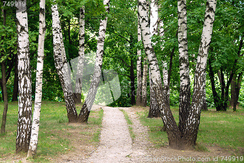 Image of Birch forest path