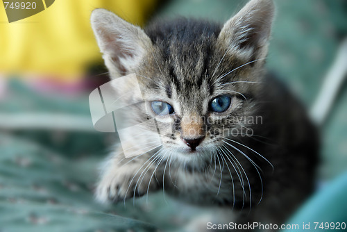 Image of Baby cat portrait