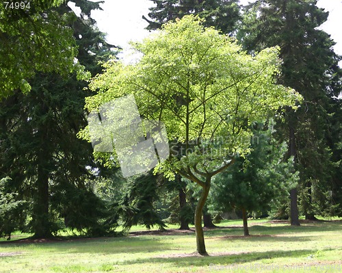 Image of tree