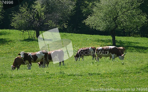 Image of cow