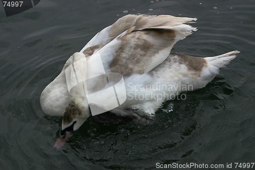 Image of young swan