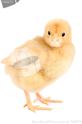 Image of Newborn chicken, Buff Orpington with clipping path.