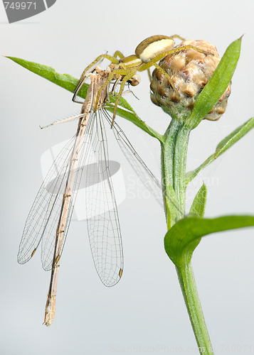 Image of Spider and dragonfly