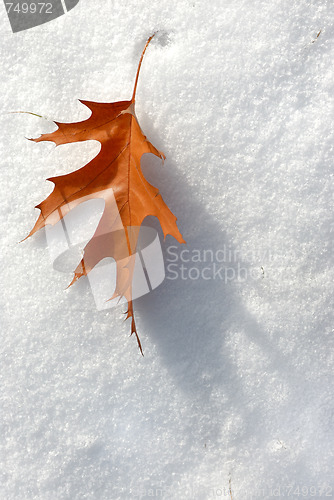 Image of Leaf in the snow.