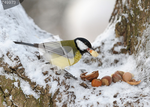 Image of Nutlet for a titmouse