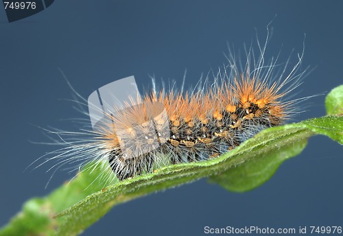 Image of Hairy caterpillar