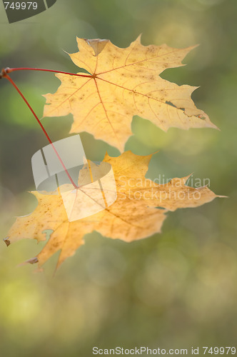 Image of Autumn leaves