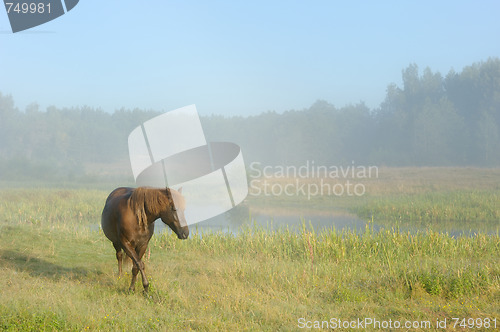 Image of Horse in a fog