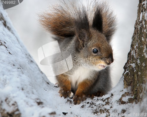 Image of The squirrel.