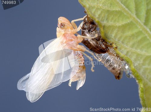 Image of Birth of a cicada (2)