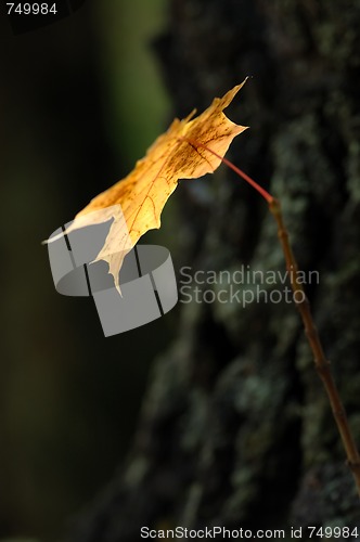 Image of Autumn leaves.