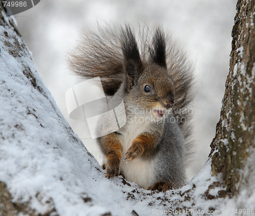 Image of The squirrel