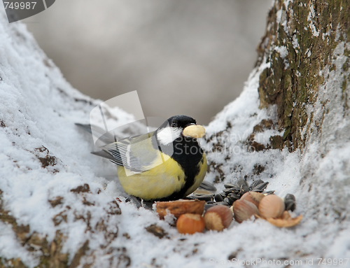 Image of Nutlet for a titmouse