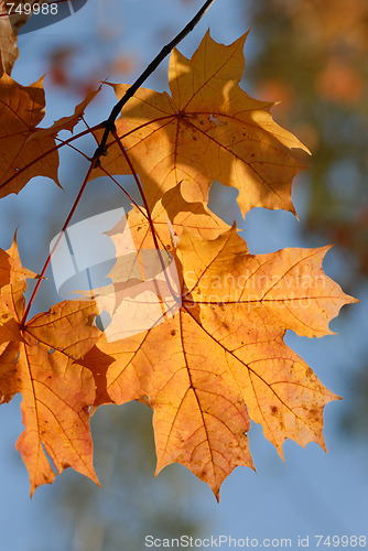 Image of Autumn leaves.