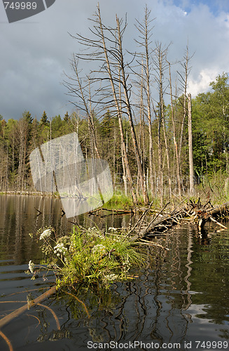 Image of Wood lake