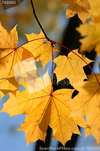 Image of Autumn leaves.