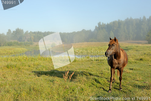 Image of Horse at a sunrise