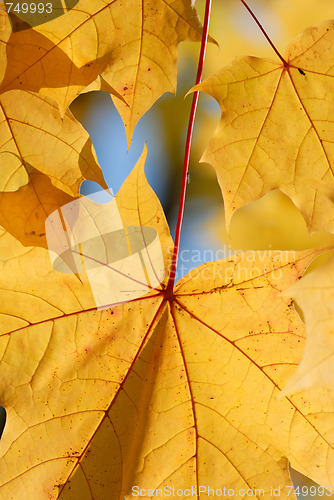 Image of Autumn leaves.