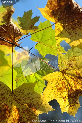 Image of Autumn leaves.