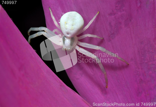 Image of White spider on petal
