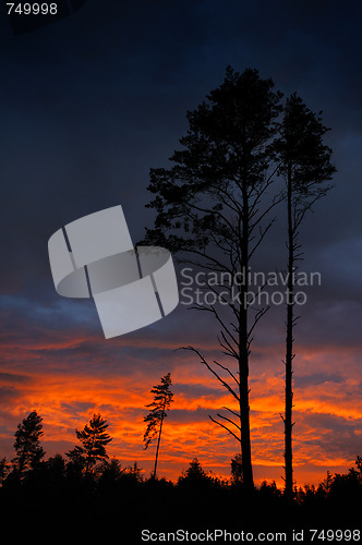 Image of Sunset and pine