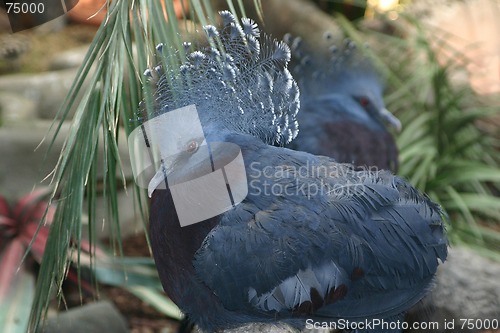 Image of blue bird