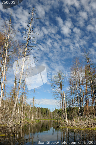 Image of Wood lake