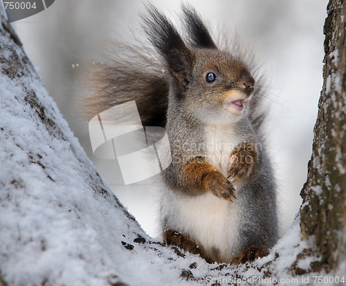 Image of The squirrel.