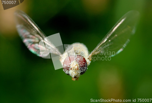 Image of Flying fly