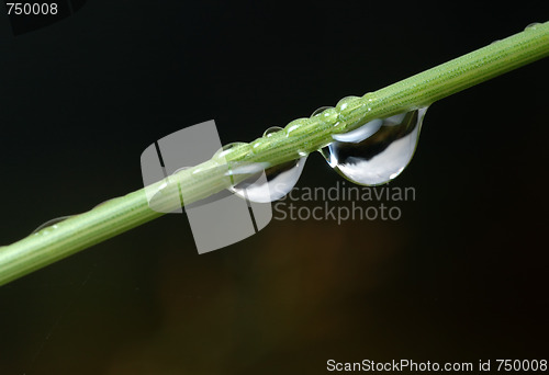 Image of Drops on a blade.